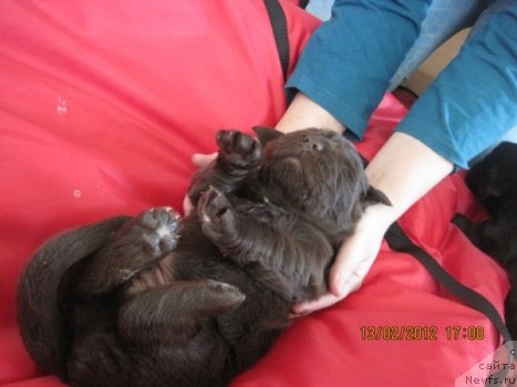 Фото: дети, ньюфаундленд N'yufort Lapochka Dochka (Ньюфорт Лапочка Дочка)