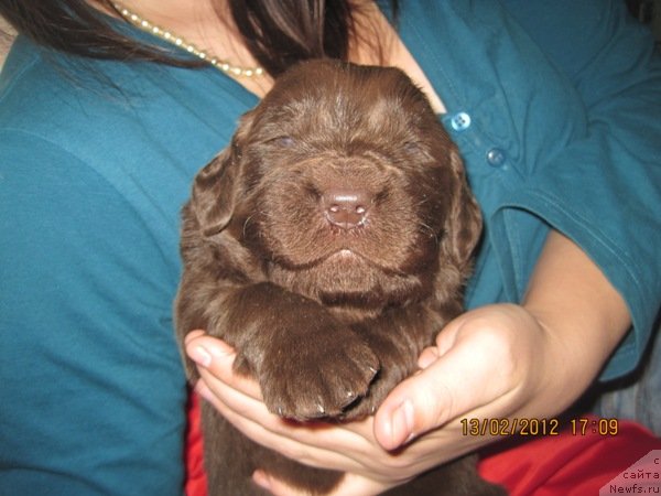 Фото: дети, ньюфаундленд N'yufort Lapochka Dochka (Ньюфорт Лапочка Дочка)