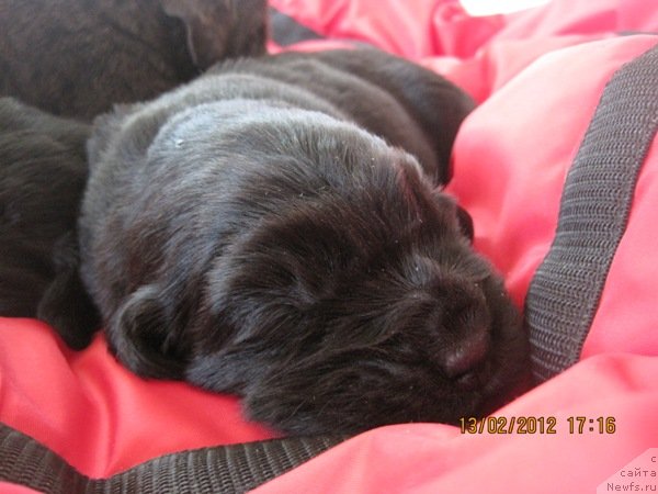 Фото: дети, ньюфаундленд N'yufort Lapochka Dochka (Ньюфорт Лапочка Дочка)