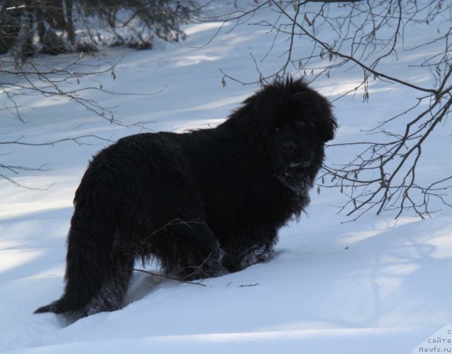 Фотография № 87398