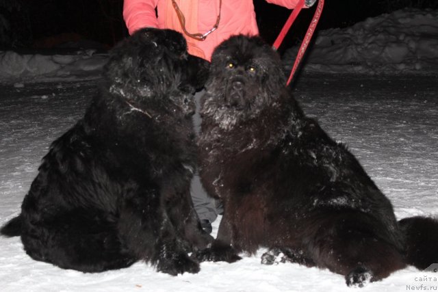 Фото: Омар Шериф и, ньюфаундленд Olivriko Aurika (Оливрико Аурика)