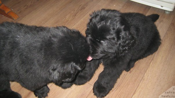 Фото: [d10707]дети дони