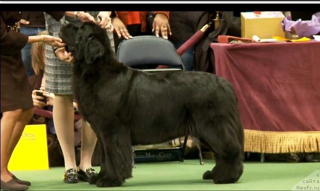 Фотография № 87421