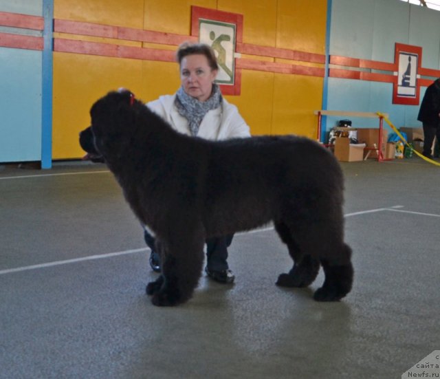 Фото: Like Father Like Son Midnight Bear aka Fly