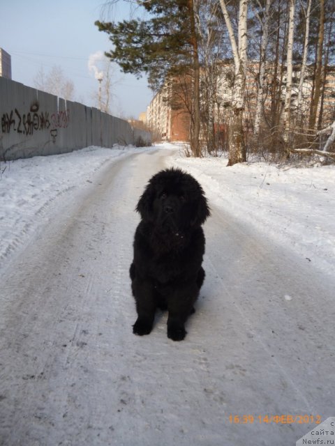 Фото: ньюфаундленд Avgustin Permskiy Medved' (Августин Пермский Медведь)