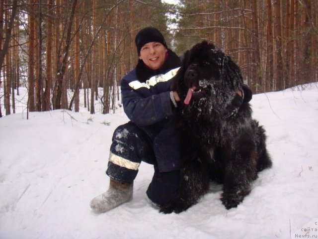 Фото: Svetlana Lavrushenko (Светлана Лаврушенко), ньюфаундленд Novyiy Russkiy N'yuf Nikonor (Новый Русский Ньюф Никонор)