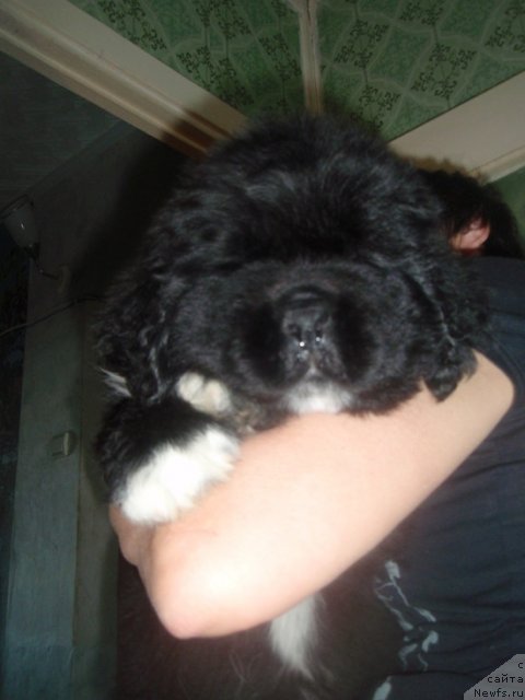 Фото: ньюфаундленд Blyek Diamond Agidel' ot Potapa Uvertyura (Блэк Диамонд Агидель от Потапа Увертюра)