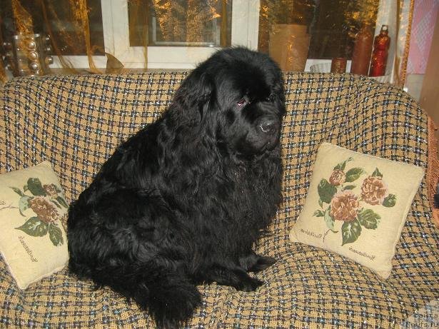 Фото: ньюфаундленд Tsarevich Slavny iz Medvejyego Yara (Царевич Славный из Медвежьего Яра)