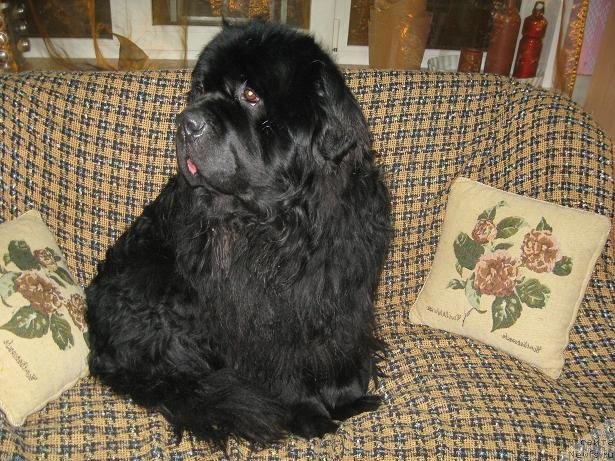 Фото: ньюфаундленд Tsarevich Slavny iz Medvejyego Yara (Царевич Славный из Медвежьего Яра)