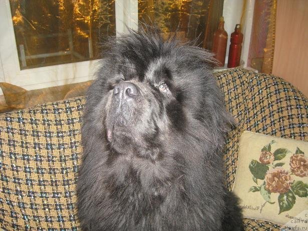 Фото: ньюфаундленд Zahar iz Medvej'ego YAra (Захар из Медвежьего Яра)