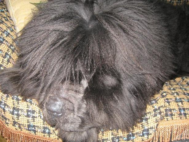 Фото: ньюфаундленд Zahar iz Medvej'ego YAra (Захар из Медвежьего Яра)