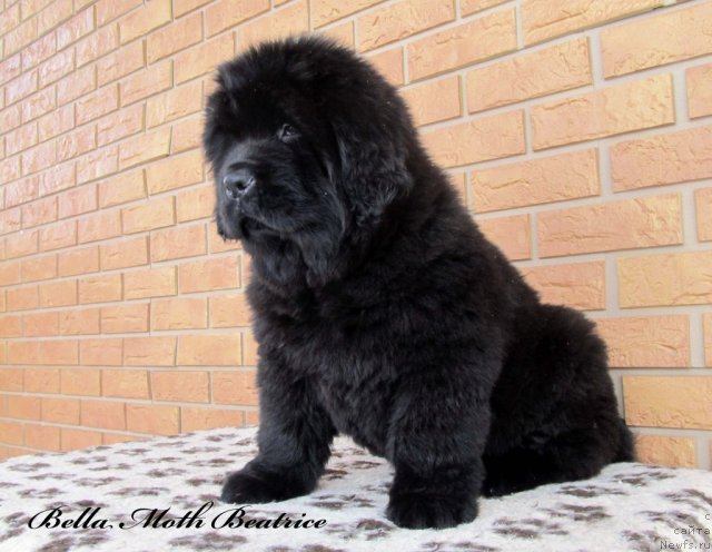 Фото: ньюфаундленд Byella Moss Beatriche (Бэлла Мосс Беатриче)