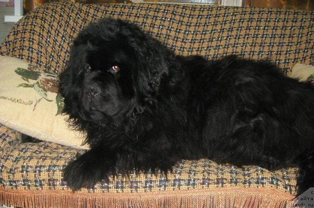 Фотография № 87518