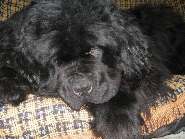 Фотография № 87519