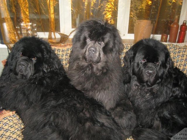 Фотография № 87520