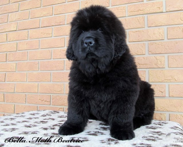Фото: ньюфаундленд Byella Moss Beatriche (Бэлла Мосс Беатриче)