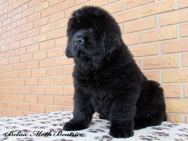Фото: ньюфаундленд Byella Moss Beatriche (Бэлла Мосс Беатриче)