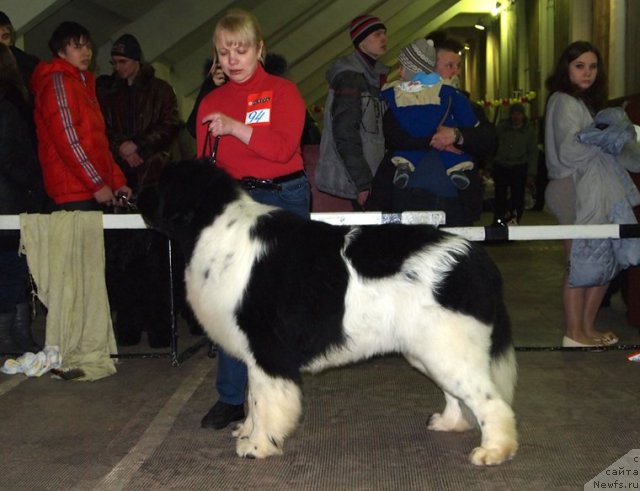 Фото: ньюфаундленд Threeponds Right Way, Elena Gorbunova (Елена Горбунова)