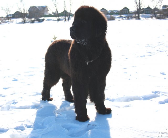 Фото: ньюфаундленд Zvezdnij Dar Afrodita (Звездный Дар Афродита)