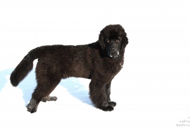 Фото: ньюфаундленд Zvezdnij Dar Afrodita (Звездный Дар Афродита)