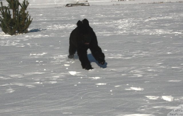 Фотография № 87531