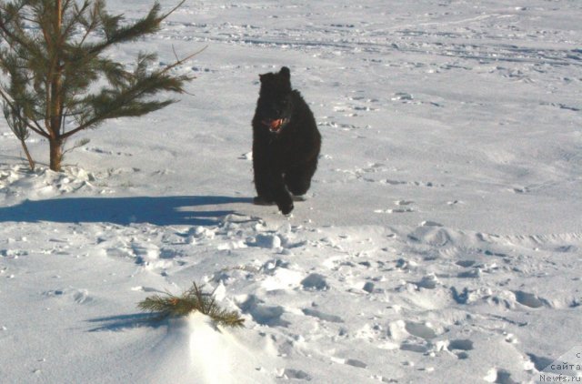 Фотография № 87533