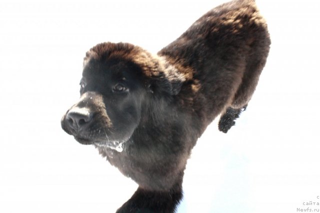 Фотография № 87535