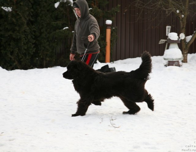 Фото: ньюфаундленд Sent Djons Handsel for Me (Сент Джонс Хендсел фо Ми)
