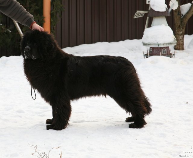 Фото: ньюфаундленд Sent Djons Handsel for Me (Сент Джонс Хендсел фо Ми)