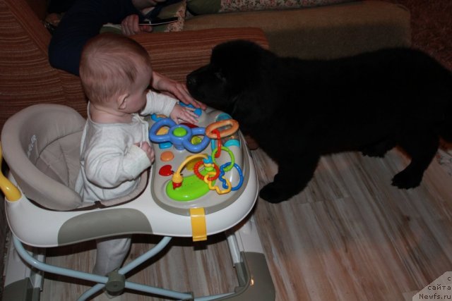 Фото: ньюфаундленд Sent Djons YU May Lav (Сент Джонс Ю Май Лав)