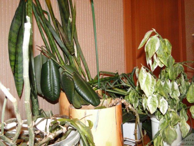 Фотография № 87559