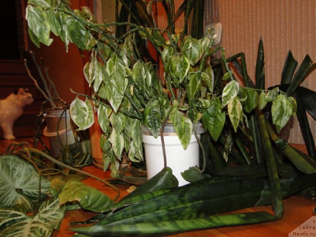 Фотография № 87560