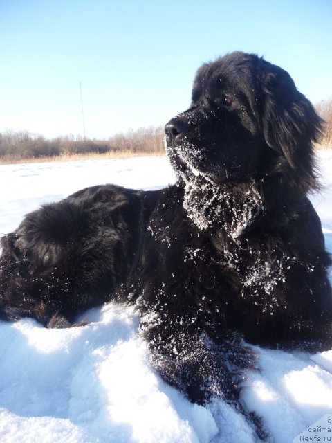 Фото: ньюфаундленд Mirabella iz Tihogo Omuta (Мирабелла из Тихого Омута)