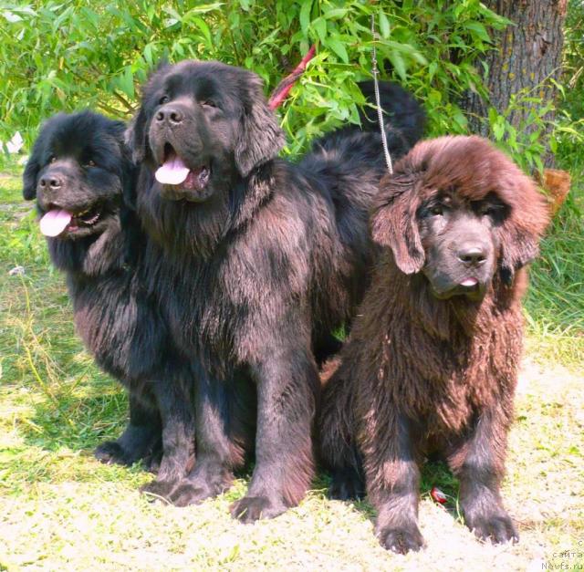 Фото: ньюфаундленд Afelina Fenichka Princessa Sibiri (Афелина Феничка Принцесса Сибири), ньюфаундленд Undina Bell-Ail ot Tsatsyby (Ундина Белл-Айл от Цацибы), ньюфаундленд Otrada Moya ot Sibirskogo Medvedya (Отрада Моя от Сибирского Медведя)