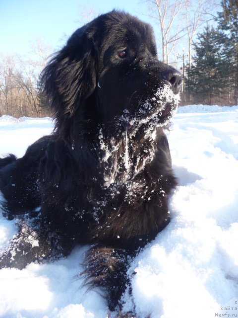Фото: ньюфаундленд Mirabella iz Tihogo Omuta (Мирабелла из Тихого Омута)