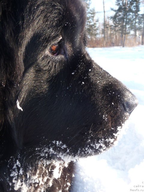 Фото: ньюфаундленд Mirabella iz Tihogo Omuta (Мирабелла из Тихого Омута)