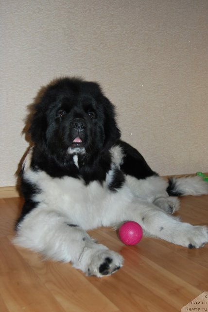 Фото: ньюфаундленд CHedder Ford ot Sibirskogo Medvedya (Чеддер Форд от Сибирского Медведя)