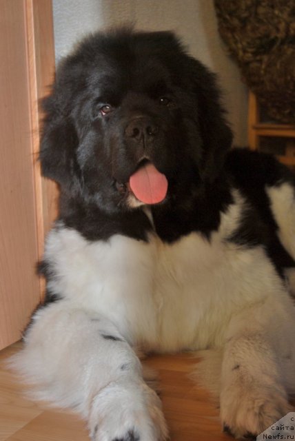 Фото: ньюфаундленд CHedder Ford ot Sibirskogo Medvedya (Чеддер Форд от Сибирского Медведя)