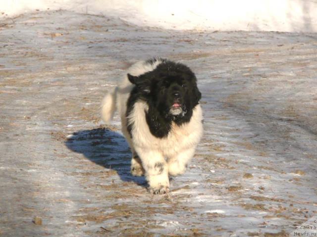 Фото: ньюфаундленд Plyushevaya Panda La Bella (Плюшевая Панда Ла Белла)
