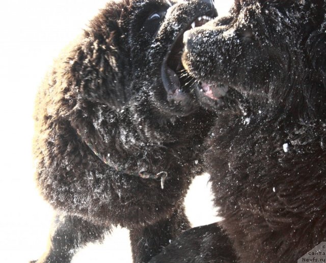 Фото: ньюфаундленд Zvezdnij Dar Afrodita (Звездный Дар Афродита), ньюфаундленд N'yufort Bay'yu Tiana (Ньюфорт Бай'ю Тиана)