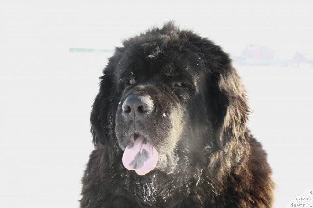 Фото: ньюфаундленд Lesnaya Skazka Ruslana (Лесная Сказка Руслана)