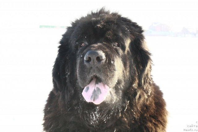 Фото: ньюфаундленд Lesnaya Skazka Ruslana (Лесная Сказка Руслана)