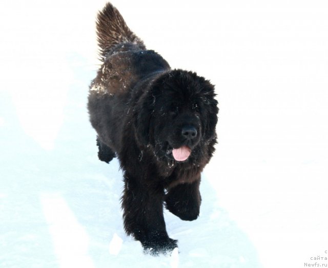 Фотография № 87593