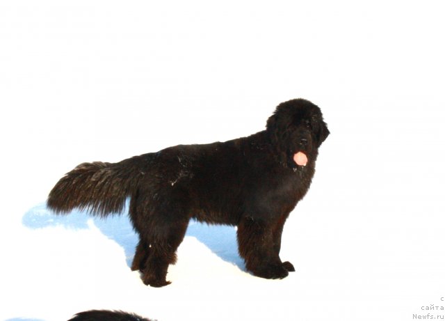 Фотография № 87595