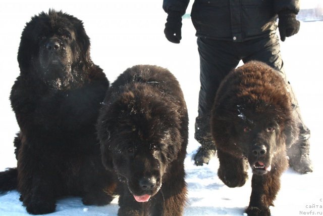 Фотография № 87597