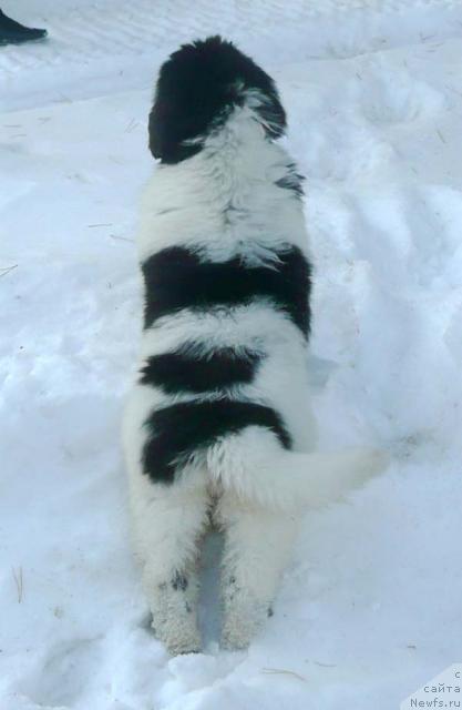 Фото: ньюфаундленд Plyushevaya Panda La Bella (Плюшевая Панда Ла Белла)