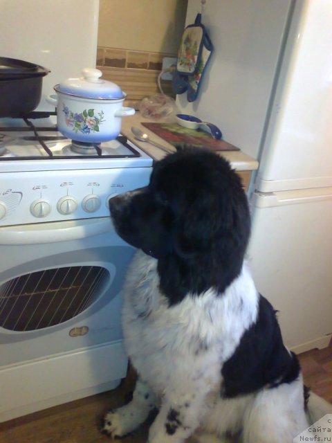 Фото: Блэк Диамонд Агидель от Потапа Теодорро, Aleksandra Karzenkova (Александра Карзенкова)