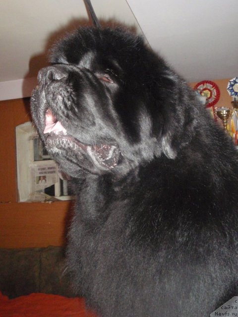 Фотография № 87606