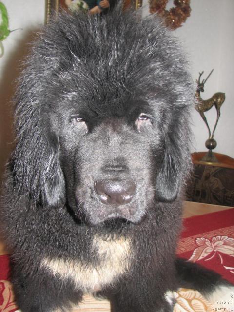 Фото: ньюфаундленд Robertino Roskoshny Malchishka Otargo Ayutka (Робертино Раскошный Мальчишка Отарго Аютка)