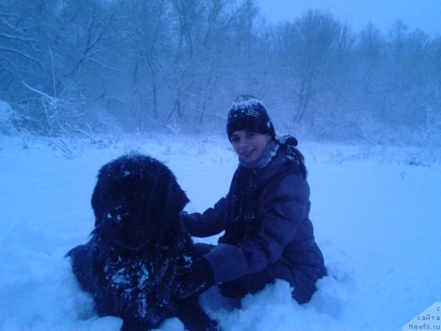 Фото: ньюфаундленд Leslley-Sia Flover (Лесли-Сиа Фловер)